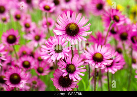 Virginia Coneflower Echinacea tennesseensis Banque D'Images