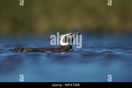 Close up de martin-pêcheur Pie nager dans l'étang d'eau douce, îles Falkland. Banque D'Images