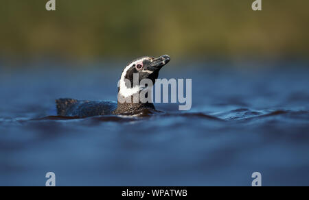 Close up de martin-pêcheur Pie nager dans l'étang d'eau douce, îles Falkland. Banque D'Images