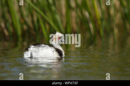 Close up d'un grèbe huppé (Podiceps argenté occipital) Nager dans un lac d'eau douce. Banque D'Images
