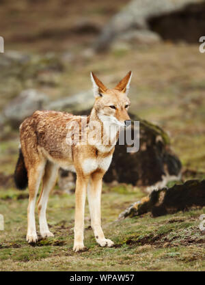 Close up d'un Éthiopien rares et menacées de loup (Canis simensis) dans les montagnes de balle, de l'Éthiopie. Banque D'Images