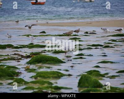 Mouette sur le sable entre les rochers d'sewn-algues au bord de la mer , plage de plouguerneau , groupes de mouettes ramassant des vers de sable Banque D'Images