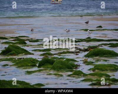 Mouette sur le sable entre les rochers d'sewn-algues au bord de la mer , plage de plouguerneau , groupes de mouettes ramassant des vers de sable Banque D'Images