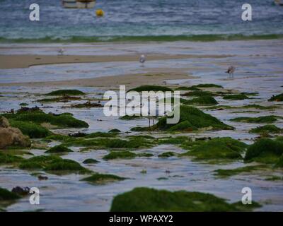 Mouette sur le sable entre les rochers d'sewn-algues au bord de la mer , plage de plouguerneau , groupes de mouettes ramassant des vers de sable Banque D'Images