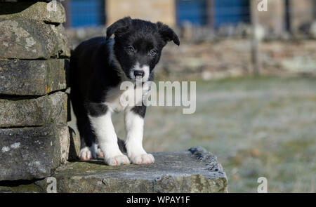 Border Collie Chiots jouant dans le champ. North Yorkshire, UK. Banque D'Images