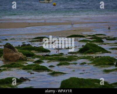 Mouette sur le sable entre les rochers d'sewn-algues au bord de la mer , plage de plouguerneau , groupes de mouettes ramassant des vers de sable Banque D'Images