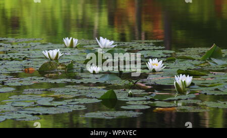 Weisse Seerose (Nymphaea alba) Banque D'Images