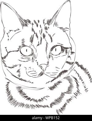 Illustration De Kitty Sur Fond Blanc Pour L Element De Votre Conception Impression Autocollant Chat Blanc En Simple Croquis Style Lineart Image Vectorielle Stock Alamy