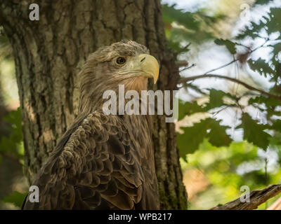 Pygargue à queue blanche perchée sur un arbre dans la volière tranch situé dans le Parc National de Wolin, Pologne Banque D'Images