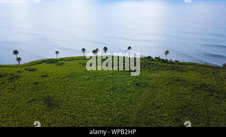 Vue aérienne de champs de canne à sucre sur la côte de St Kitts. Banque D'Images