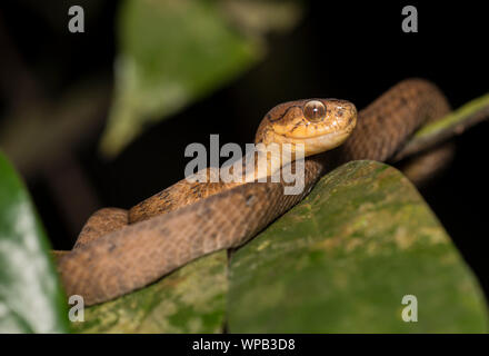 Slug-carénées (serpent manger carinatus) Holiday Inn dans un arbre dans la forêt tropicale de Phuket, Thaïlande. Banque D'Images