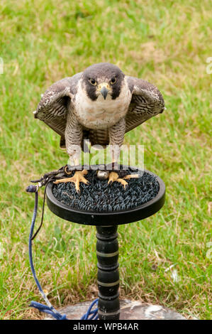 Sandringham, Norfolk, Royaume-Uni. 08 septembre 2019. Le jeu 2019 Sandringham & Country Fair tiendra sur le Sandringham Estate. Image montre un faucon à la fauconnerie. Images-News urbain/Alamy Banque D'Images