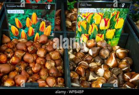 Affichage des bulbes de tulipes pour les semis d'automne pour offrir des fleurs au printemps prochain pour un prix 10 €2,50 variétés dans le North Yorkshire Guiseppe Verdi et Cape Town Banque D'Images