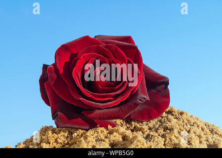 Rose rouge sur fond de chanson mer ciel bleu lumineux au printemps par jour solaire Banque D'Images