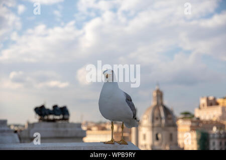 Mouette mélanocéphale coin sur la toiture du Vittoriano sur l'arrière-plan de vue de Rome avec le sunny day Banque D'Images