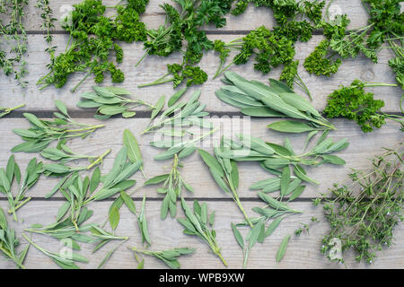 Le séchage des herbes fraîches et de verdure pour les aliments d'épices sur fond d'un bureau en bois. Modèle Vue de dessus Banque D'Images