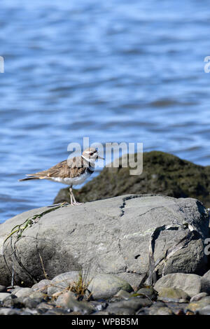 Un pluvier kildir sur la rive du port de Comox Banque D'Images