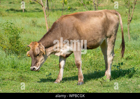 maladie de la vache folle Banque D'Images
