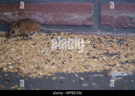 Un festin de souris sur les semences gâché par les oiseaux de la mangeoire pour oiseaux Banque D'Images