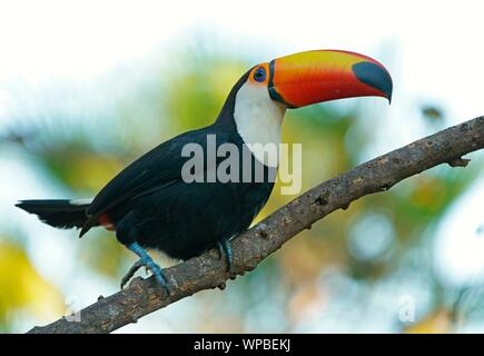 Toucan Toco (Ramphastos toco) sur une branche, Pantanal, Mato Grosso, Brésil Banque D'Images