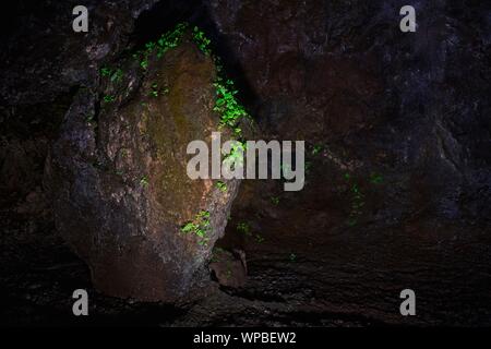 Capillaire du Canada (Adiantum) pousse sur les roches souterraines, grottes Grutas de São Vicente, São Vicente, Madeira, Portugal Banque D'Images