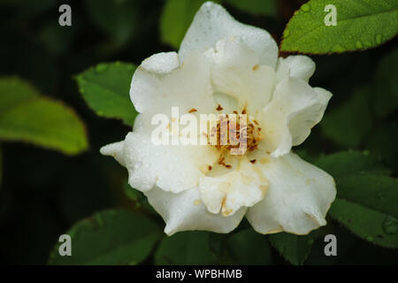 Rosa 'Rambling Rector' Banque D'Images