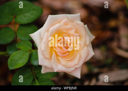 Floribunda rose - Rosa 'Pretty Lady' Banque D'Images