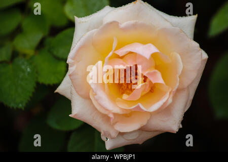 Floribunda rose - Rosa 'Pretty Lady' Banque D'Images