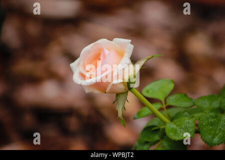 Floribunda rose - Rosa 'Pretty Lady' Banque D'Images