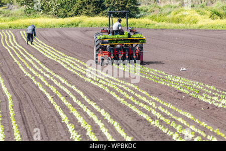 Victoria, Colombie-Britannique / Canada - 06/18/2019 : Les travailleurs de planter des rangées de cultures dans un champ les agriculteurs à l'utilisation d'un tracteur agricole . Banque D'Images