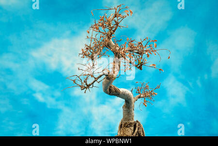 Petit arbre Bonasi de mourir Banque D'Images