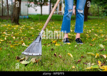 Ratissage des feuilles tombées dans le jardin. Femme tenant un râteau et le nettoyage des feuilles de pelouse au cours de l'automne saison Banque D'Images