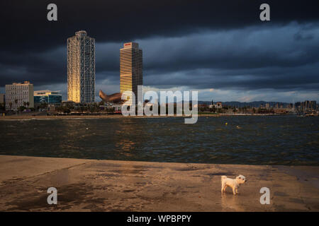 Un chien est vu à une digue pendant un jour de tempête à Barcelone. L'espagnol s'attend à ce que la côte est pour les prochains jours une goutte froide (ou Gota fria) un phénomène météorologique qui se produisent souvent en fin de l'été et début de l'automne et qu'il est très dangereux et les tempêtes. Banque D'Images