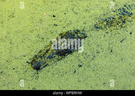 Bas droit vu de alligator caché dans swamp. Banque D'Images