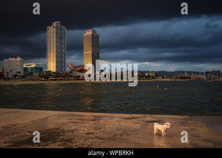 Barcelone, Catalogne, Espagne. Sep 8, 2019. Un chien est vu à une digue pendant un jour de tempête à Barcelone. L'espagnol s'attend à ce que la côte est pour les prochains jours une goutte froide (ou Gota fria) un phénomène météorologique qui se produisent souvent en fin de l'été et début de l'automne et qu'il est très dangereux et les tempêtes. Crédit : Jordi Boixareu/ZUMA/Alamy Fil Live News Banque D'Images