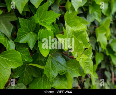 Haie de jeunes feuilles vertes et de lierre, close-up Banque D'Images