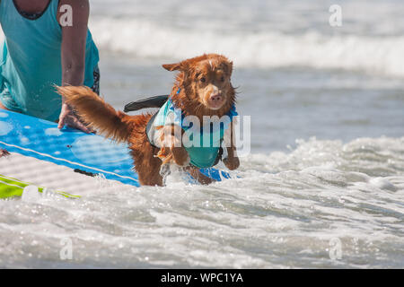 Del Mar, Californie, USA. Sep 8, 2019. Les chiens chez le surf surf surf chien Helen Woodward-A-Thon de l'Hôtel Del Mar Dog Beach le 8 septembre 2019. Crédit : Tony Forte/media/Alamy Punch Live News Banque D'Images