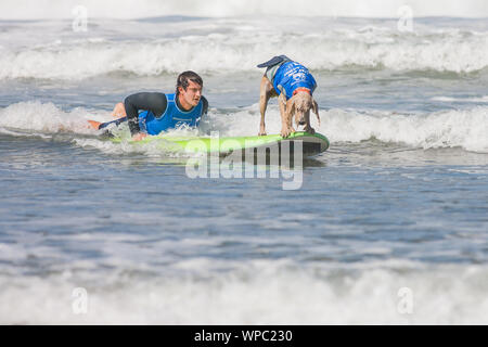 Del Mar, Californie, USA. Sep 8, 2019. Les chiens chez le surf surf surf chien Helen Woodward-A-Thon de l'Hôtel Del Mar Dog Beach le 8 septembre 2019. Crédit : Tony Forte/media/Alamy Punch Live News Banque D'Images