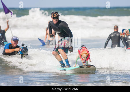 Del Mar, Californie, USA. Sep 8, 2019. Les chiens chez le surf surf surf chien Helen Woodward-A-Thon de l'Hôtel Del Mar Dog Beach le 8 septembre 2019. Crédit : Tony Forte/media/Alamy Punch Live News Banque D'Images