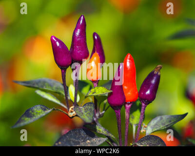 Piments colorés, variété Purple Tiger, poussant sur une plante Banque D'Images