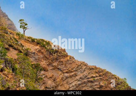 Arbre isolé au bord d'une falaise donnant sur Waimea Canyon State Park sur l'île de Kauai, Hawaii, USA Banque D'Images