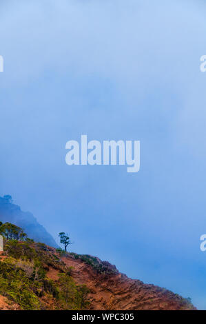 Arbre isolé au bord d'une falaise donnant sur Waimea Canyon State Park sur l'île de Kauai, Hawaii, USA Banque D'Images