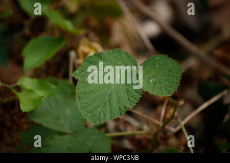 Close-up de la part de l'dewberry plante. Banque D'Images