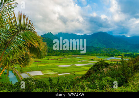 Donnant sur le taro les champs cultivés dans la vallée d'Hanalei, Kauai, Hawaii, USA Banque D'Images