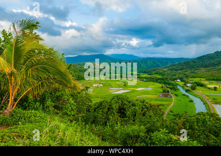 Donnant sur le taro les champs cultivés dans la vallée d'Hanalei, Kauai, Hawaii, USA Banque D'Images