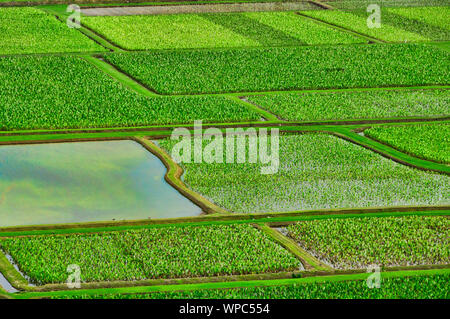 Donnant sur le taro les champs cultivés dans la vallée d'Hanalei, Kauai, Hawaii, USA Banque D'Images