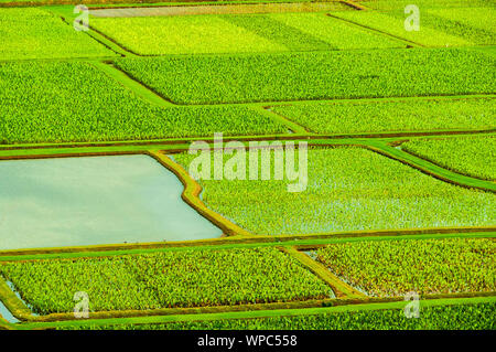 Donnant sur le taro les champs cultivés dans la vallée d'Hanalei, Kauai, Hawaii, USA Banque D'Images