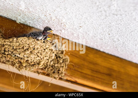 Groupe de poussins d'hirondelles, Hirundo rustica, l'intérieur de leur nid fait de boue, en attente de leur mère. Banque D'Images