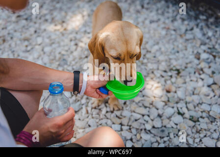 Femme donnant son petit chien jaune de l'eau à boire Banque D'Images