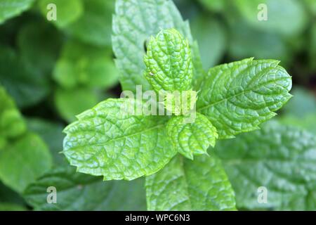 Les feuilles de menthe jusqu'Fermer Banque D'Images